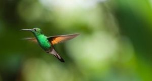 Diseñan dron con destrezas de un colibrí que sería útil en rescates